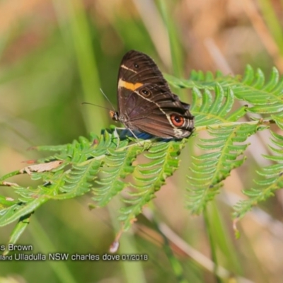 Tisiphone abeona (Varied Sword-grass Brown) at Ulladulla - Warden Head Bushcare - 27 Jan 2018 by CharlesDove