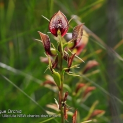 Cryptostylis erecta (Bonnet Orchid) at Ulladulla Reserves Bushcare - 30 Jan 2018 by CharlesDove