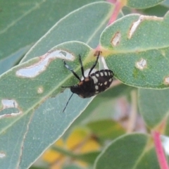 Nezara viridula (Green vegetable bug) at Point Hut to Tharwa - 9 Apr 2018 by michaelb