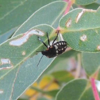 Nezara viridula (Green vegetable bug) at Point Hut to Tharwa - 9 Apr 2018 by michaelb