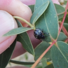 Nezara viridula at Point Hut to Tharwa - 9 Apr 2018