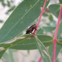 Nezara viridula at Point Hut to Tharwa - 9 Apr 2018