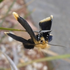 Unnamed genus and species (A Timber moth (subfamily Xyloryctidae)) at Aranda, ACT - 29 Oct 2015 by JanetRussell