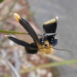 Unnamed genus and species at Aranda, ACT - 29 Oct 2015