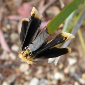 Unnamed genus and species at Aranda, ACT - 29 Oct 2015