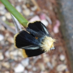 Unnamed genus and species at Aranda, ACT - 29 Oct 2015