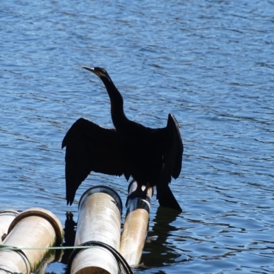 Anhinga novaehollandiae (Australasian Darter) at Lake Burley Griffin West - 16 May 2018 by Mike