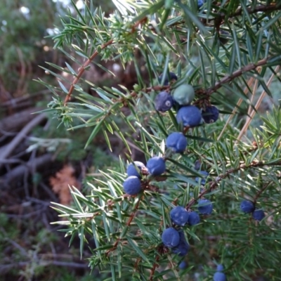 Juniperus communis (Juniper) at Lake Burley Griffin West - 16 May 2018 by Mike