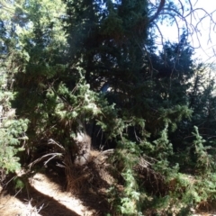 Juniperus communis at Yarralumla, ACT - 16 May 2018