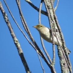 Ptilotula fusca (Fuscous Honeyeater) at Fadden, ACT - 17 May 2018 by KumikoCallaway