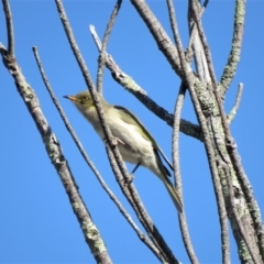 Ptilotula fusca at Fadden, ACT - 17 May 2018