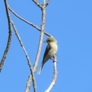 Ptilotula fusca at Fadden, ACT - 17 May 2018