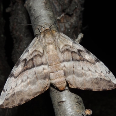 Chelepteryx collesi (White-stemmed Gum Moth) at Conder, ACT - 7 Apr 2018 by MichaelBedingfield