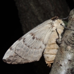 Chelepteryx collesi at Conder, ACT - 7 Apr 2018 09:16 PM