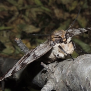 Chelepteryx collesi at Conder, ACT - 7 Apr 2018