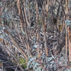 Eucalyptus perriniana (Spinning Gum) at Rendezvous Creek, ACT - 14 May 2018 by Philip