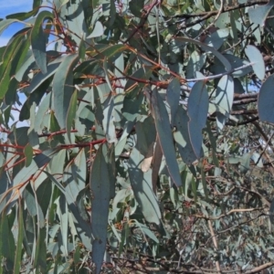 Eucalyptus perriniana at Namadgi National Park - 15 May 2018 12:00 AM