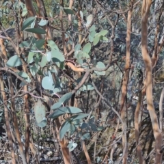 Eucalyptus perriniana at Namadgi National Park - 15 May 2018