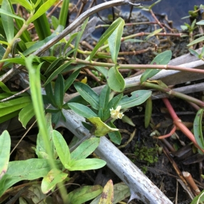 Alternanthera philoxeroides (Alligator Weed) at Canberra Central, ACT - 14 May 2018 by JaneR