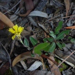 Goodenia hederacea subsp. hederacea at Aranda, ACT - 30 Apr 2018