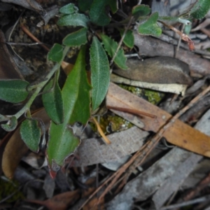 Goodenia hederacea subsp. hederacea at Aranda, ACT - 30 Apr 2018