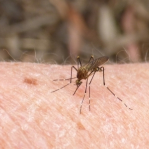 Culicidae (family) at Aranda, ACT - 20 Oct 2015