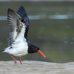 Haematopus longirostris at Merimbula, NSW - 18 May 2018