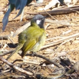 Nesoptilotis leucotis at Wallaroo, NSW - 18 May 2018 11:49 AM