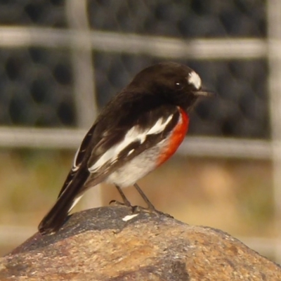 Petroica boodang (Scarlet Robin) at Belconnen, ACT - 16 May 2018 by Christine