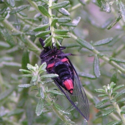 Yoyetta sp. (genus) (Firetail or Ambertail Cicada) at Aranda, ACT - 9 Dec 2004 by JanetRussell