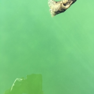 Aplysia sydneyensis at Kings Point, NSW - 18 May 2018