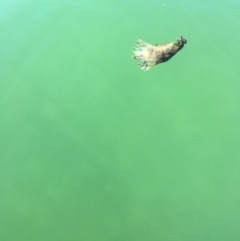 Aplysia sydneyensis at Kings Point, NSW - 18 May 2018