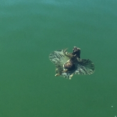 Aplysia sydneyensis at Kings Point, NSW - 18 May 2018