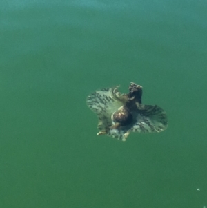 Aplysia sydneyensis at Kings Point, NSW - 18 May 2018