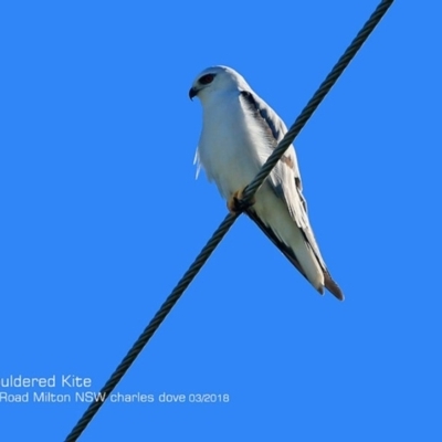 Elanus axillaris (Black-shouldered Kite) at Undefined - 1 Mar 2018 by Charles Dove