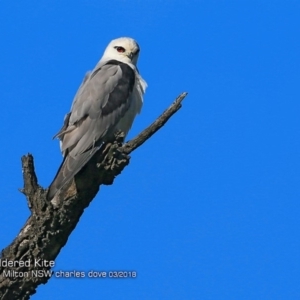 Elanus axillaris at undefined - 2 Mar 2018