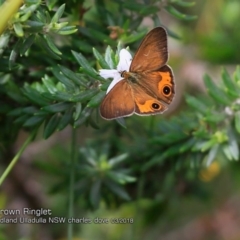 Hypocysta metirius (Brown Ringlet) at Ulladulla, NSW - 4 Mar 2018 by Charles Dove