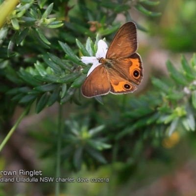 Hypocysta metirius (Brown Ringlet) at Coomee Nulunga Cultural Walking Track - 4 Mar 2018 by Charles Dove