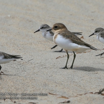 Anarhynchus bicinctus (Double-banded Plover) at Undefined - 5 Mar 2018 by Charles Dove