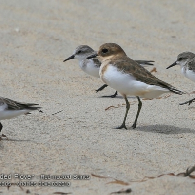 Anarhynchus bicinctus (Double-banded Plover) at Undefined - 6 Mar 2018 by CharlesDove