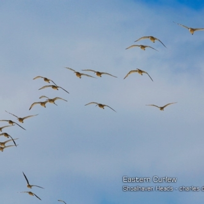 Numenius madagascariensis (Eastern Curlew) at Undefined - 4 Mar 2018 by Charles Dove