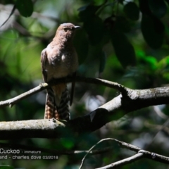 Cacomantis flabelliformis (Fan-tailed Cuckoo) at Comerong Island Nature Reserve - 4 Mar 2018 by Charles Dove