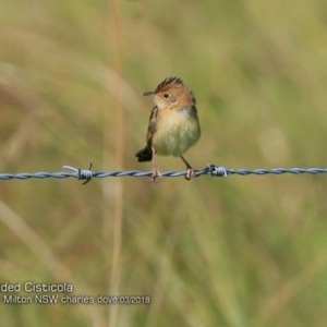 Cisticola exilis at Croobyar, NSW - 2 Mar 2018