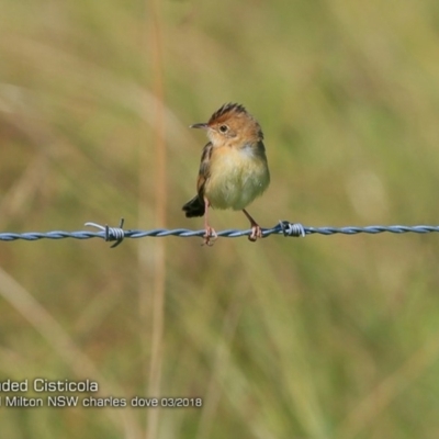 Cisticola exilis (Golden-headed Cisticola) at Croobyar, NSW - 1 Mar 2018 by CharlesDove