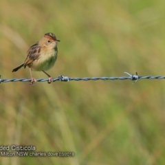 Cisticola exilis at Croobyar, NSW - 2 Mar 2018 12:00 AM