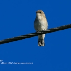 Microeca fascinans (Jacky Winter) at Undefined - 1 Mar 2018 by Charles Dove