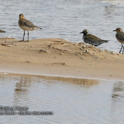 Pluvialis fulva (Pacific Golden-Plover) at Undefined - 4 Mar 2018 by Charles Dove