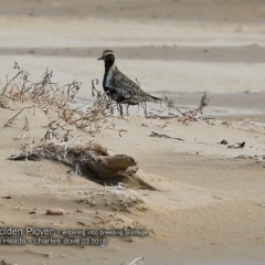 Pluvialis fulva at undefined - 5 Mar 2018 12:00 AM