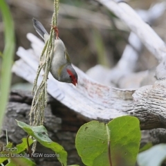 Neochmia temporalis (Red-browed Finch) at Ulladulla - Warden Head Bushcare - 3 Mar 2018 by Charles Dove