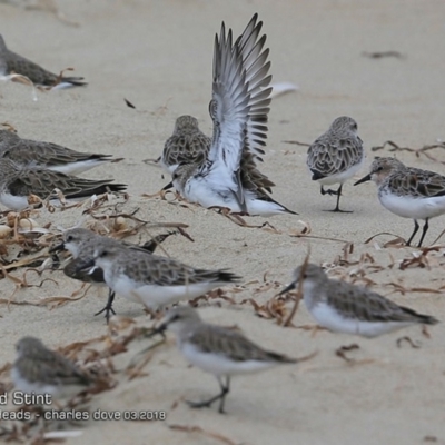 Calidris ruficollis (Red-necked Stint) at Undefined - 1 Mar 2018 by Charles Dove